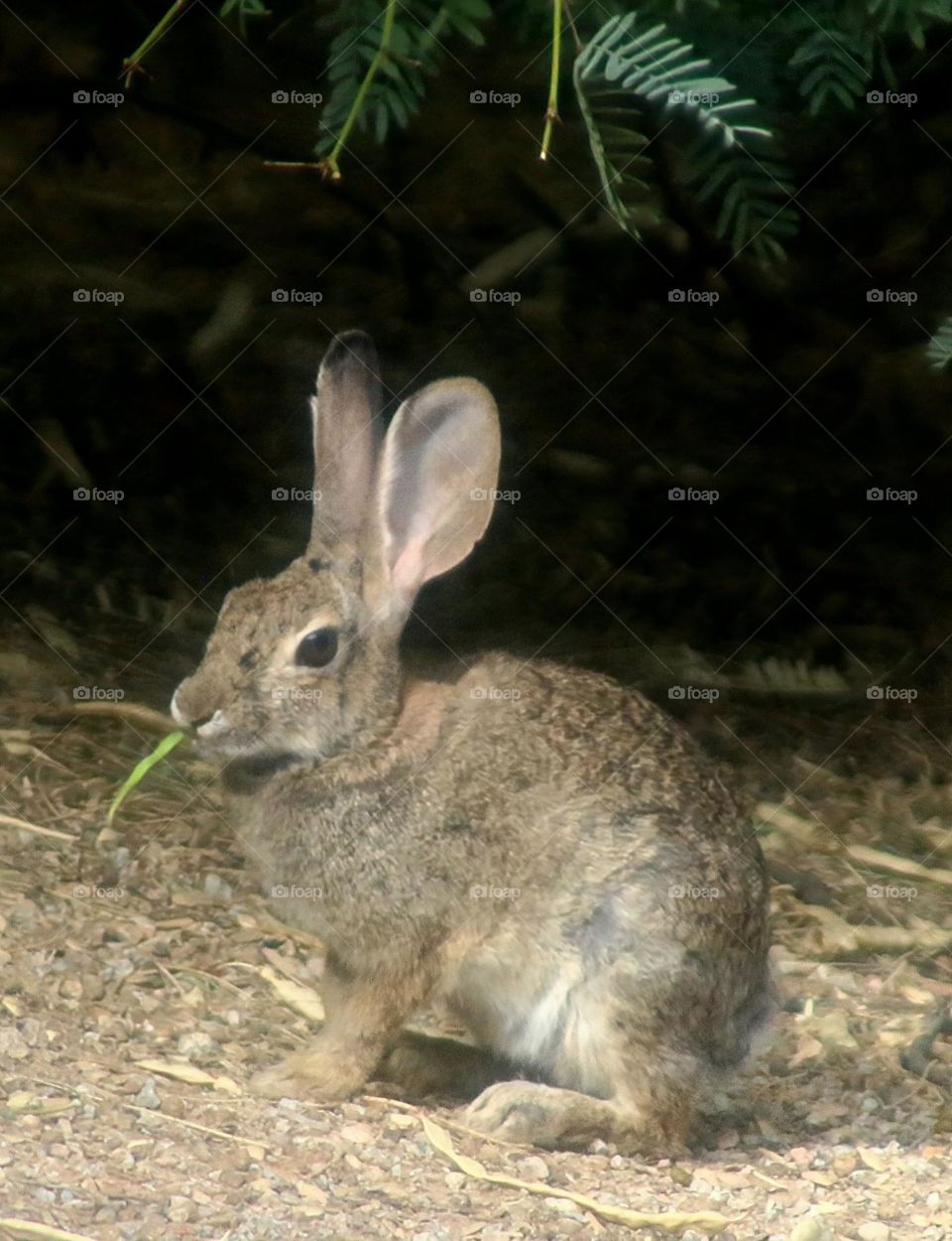 Bunny Having Breakfast from Shrub