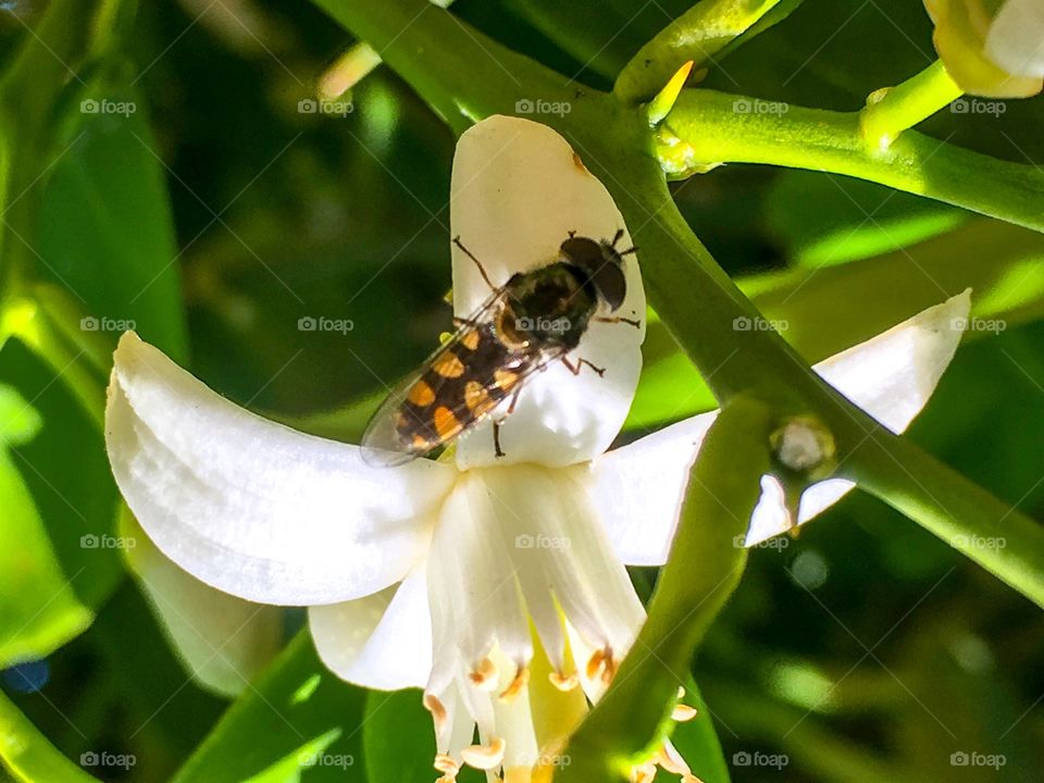 Bee on pollen