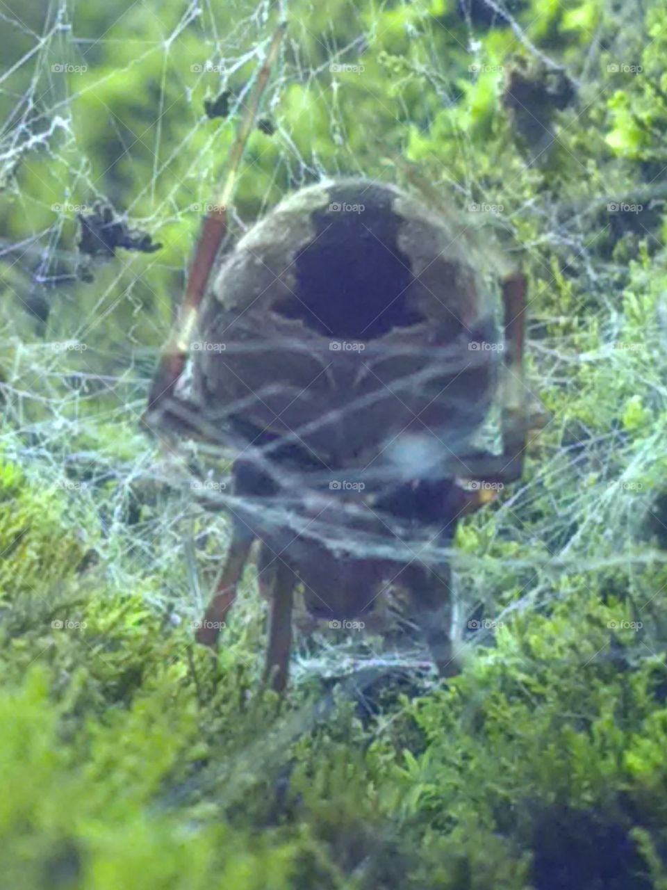 This spider creates a trap for itself and lives in it, and if a worm fades in it then it becomes its food.