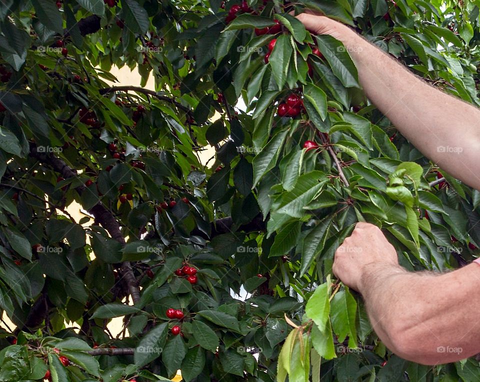 Man’s hands holding a branch with cherries