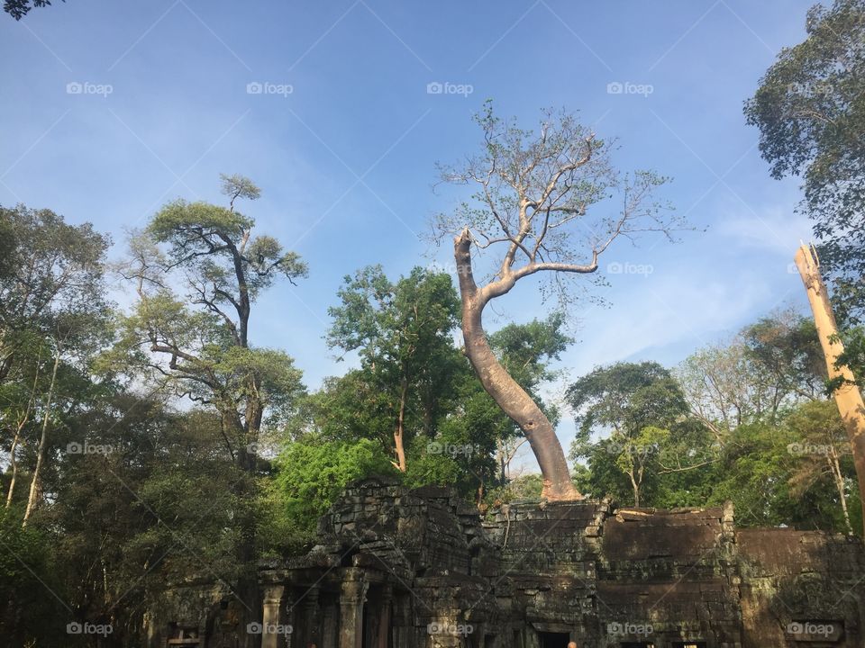 Ruins with Nature in Cambodia