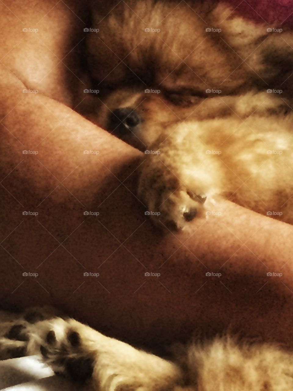 Sleepy time brown puppy dog being hugged