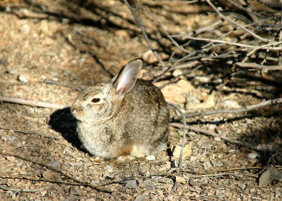 Rabbit Basking in the Sunlight