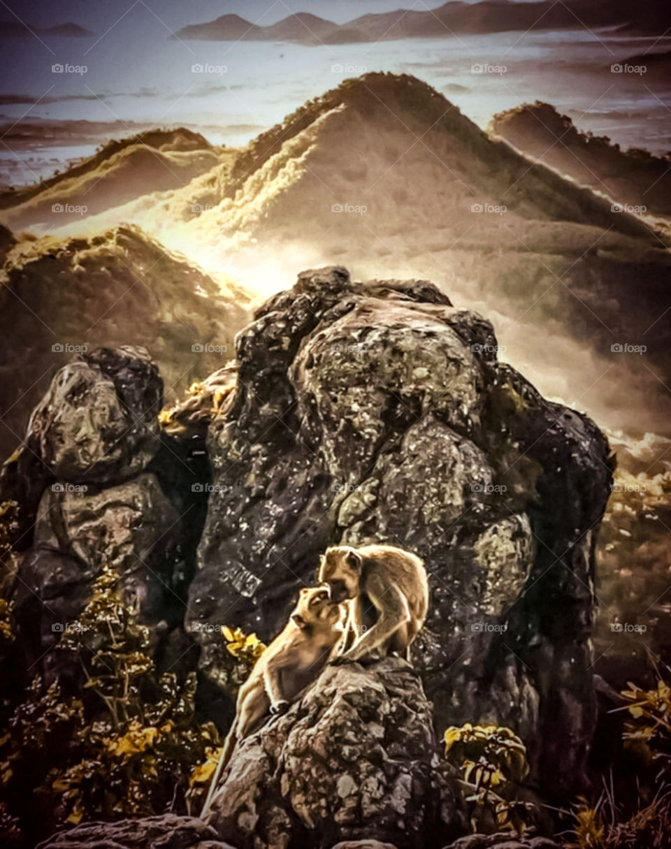 love story of a pair of mountain monkeys