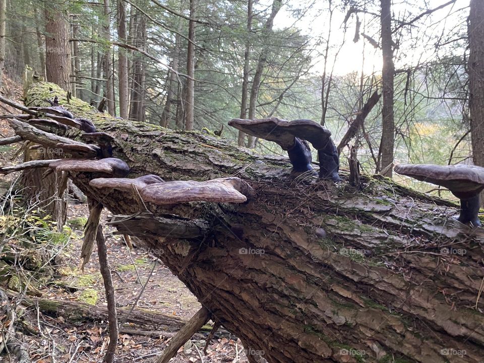 Fallen tree in the woods
