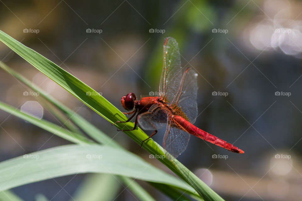 Close up of red dragonfly