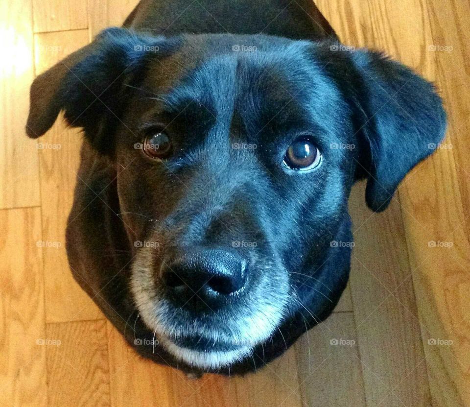 black Labrador looking for a cookie