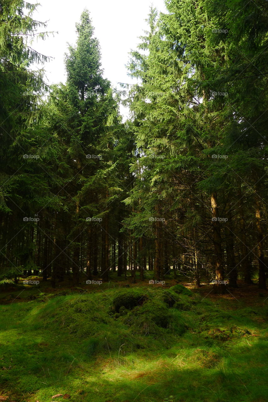 Wald Meditation Entspannung ruhe Erholung relax grün Bäume Baum Sommer suchen tief