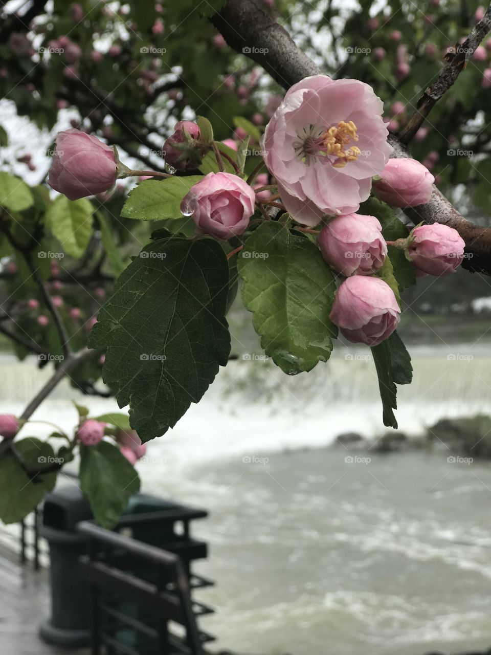 Sweet aroma and rushing water at Idaho Falls
