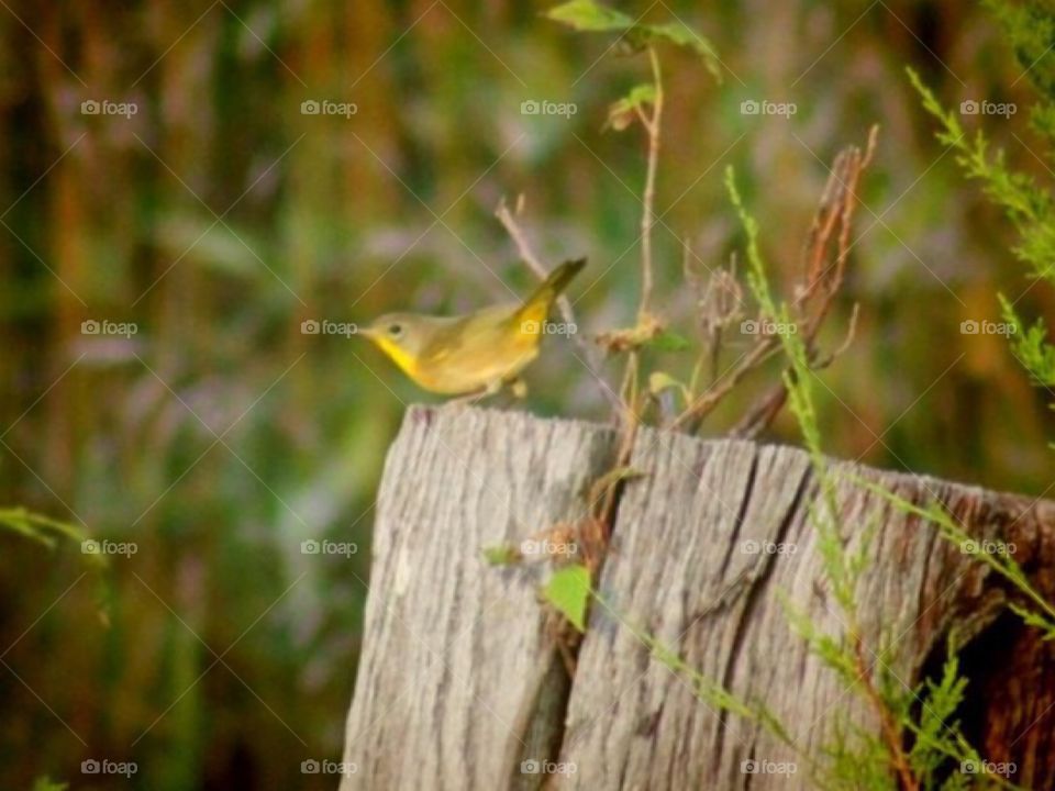 Gold bird atop fence post