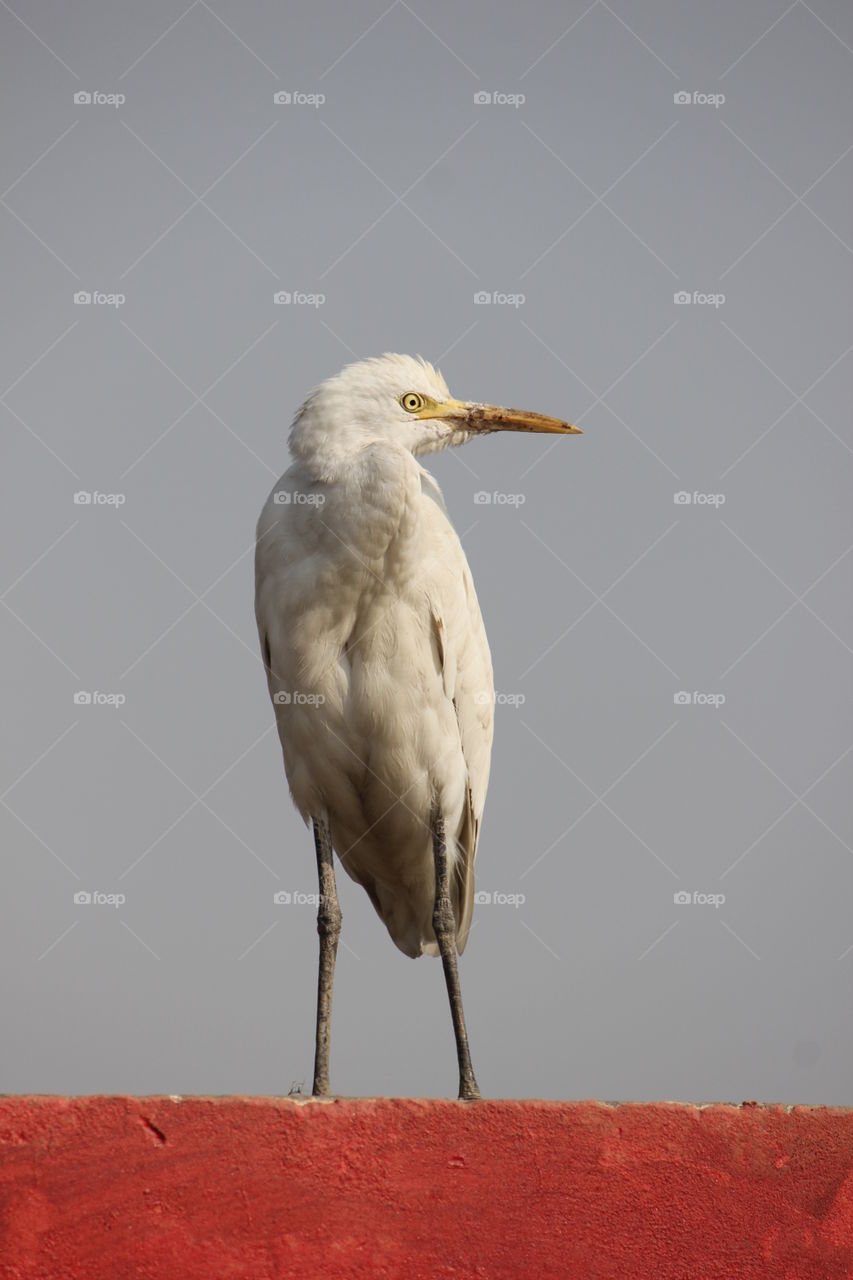 Crane Bird! Wildlife Photography