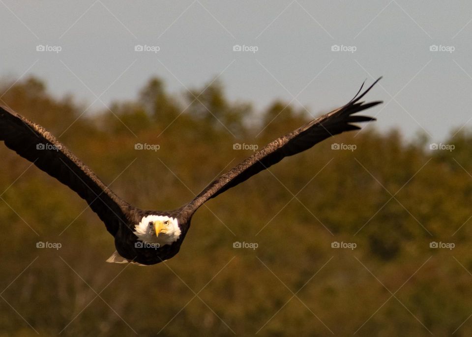Bald Eagles flying in