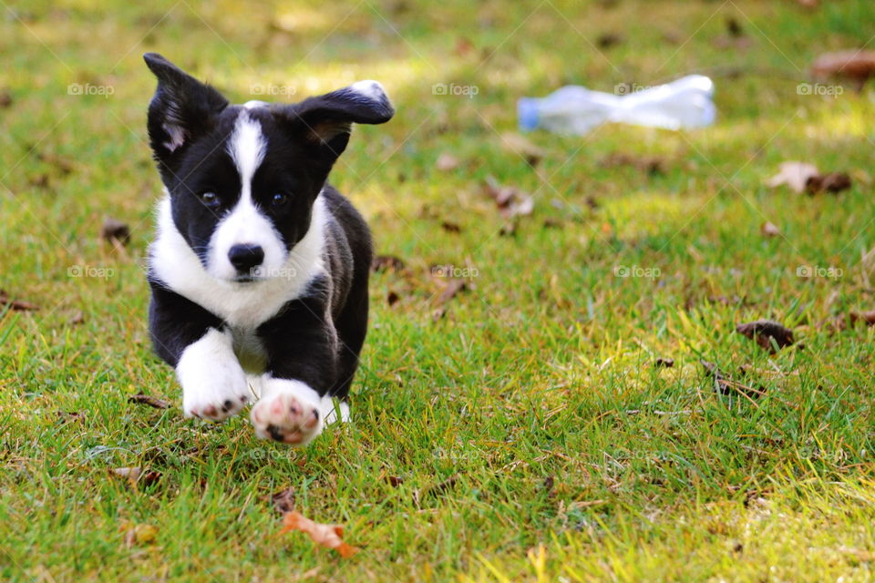 Grass, Animal, Dog, Cute, Mammal