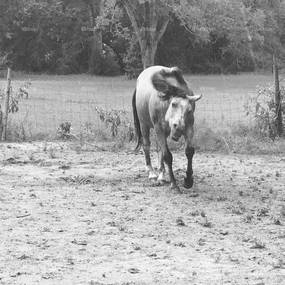 Freddie the horse shaking off dirt after a good roll to scratch his back.