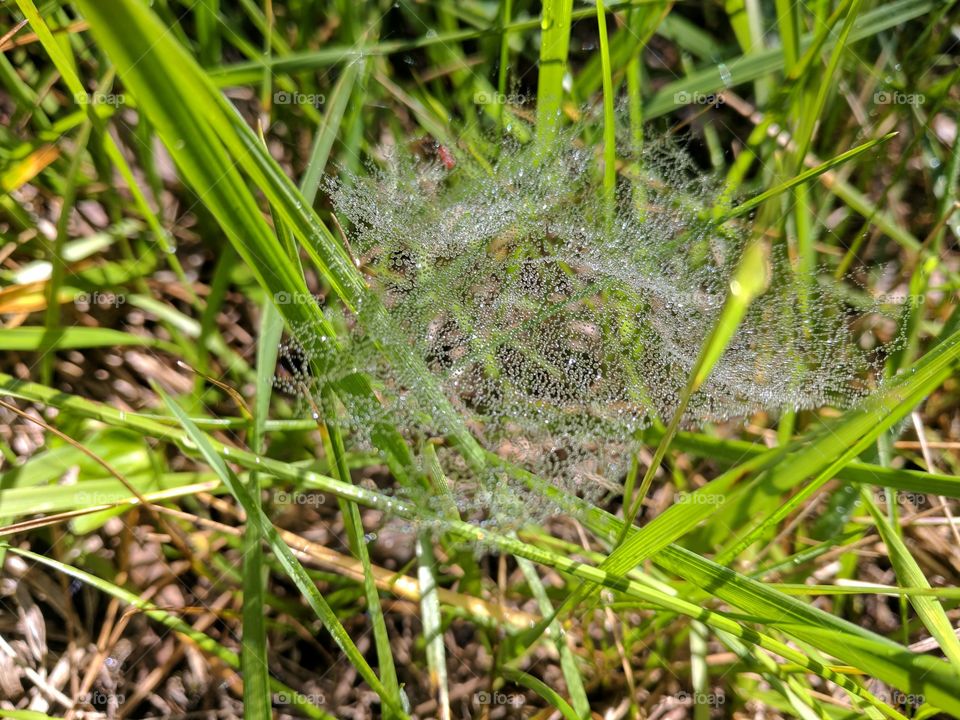 spider web dew