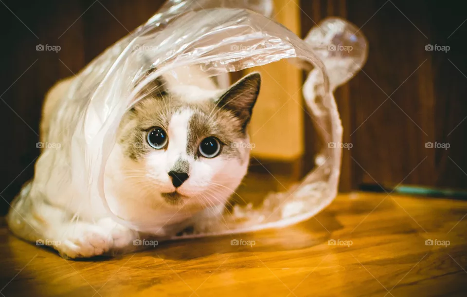 funny cat