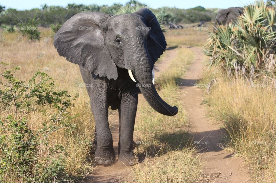 Wildlife, Elephant, Safari, Mammal, Nature