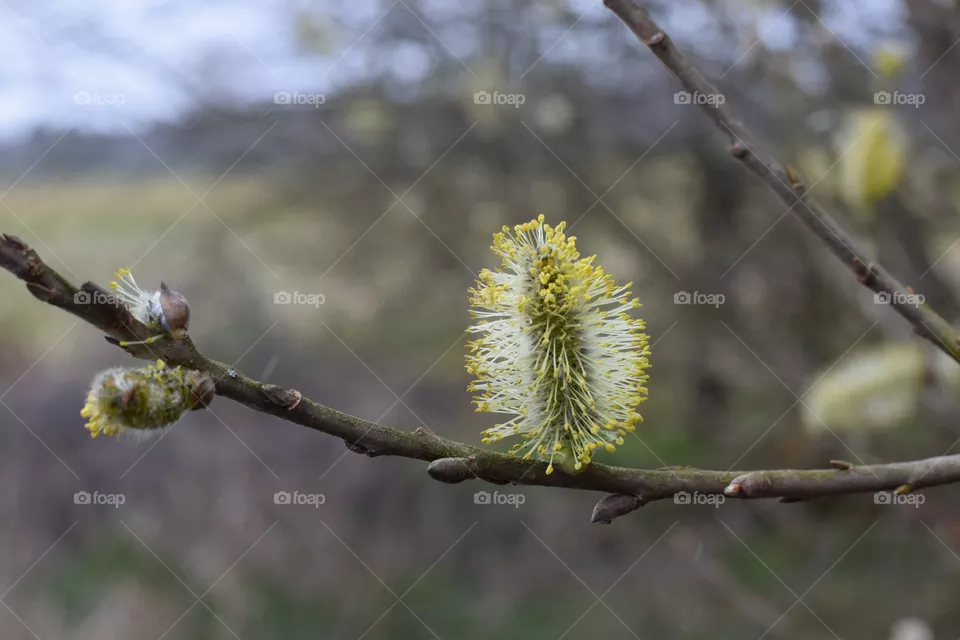 Frühlingsbote