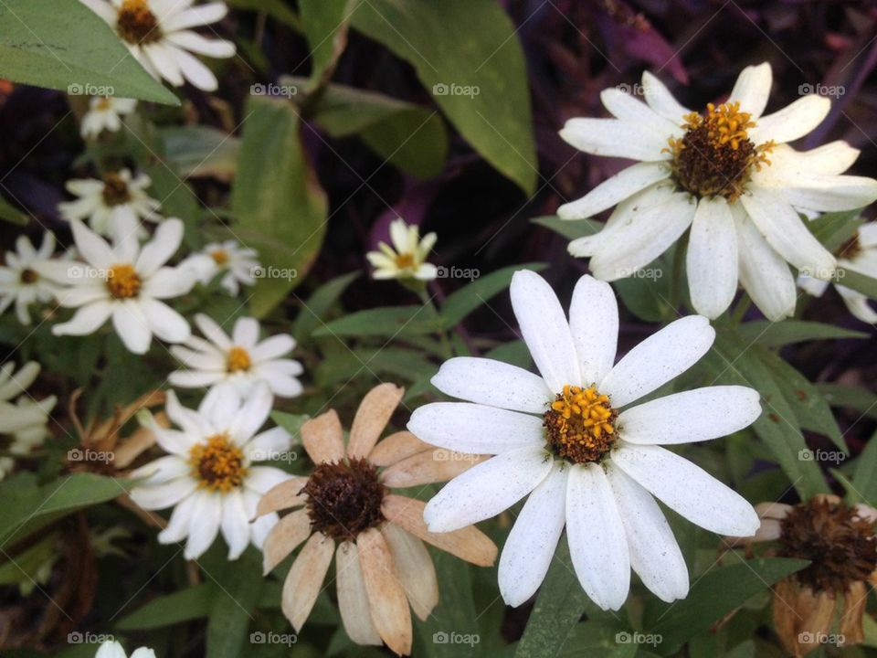 Daisy chain