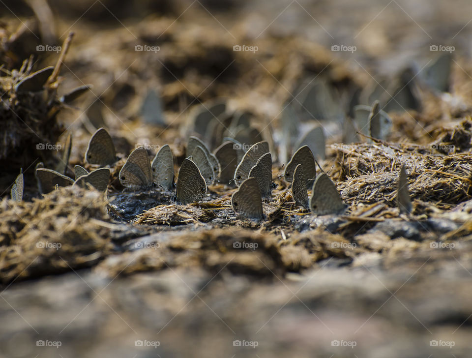 butterfly group enjoying