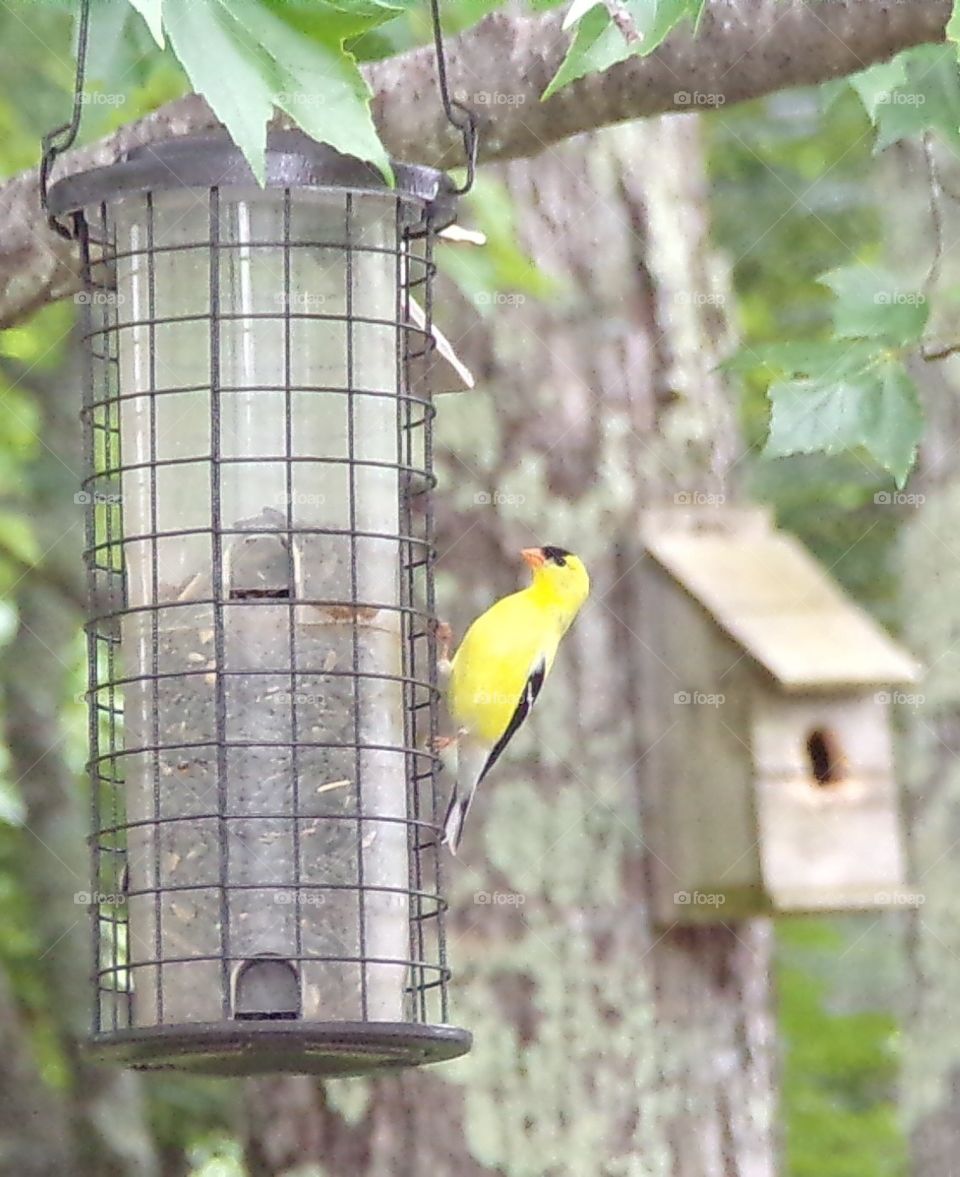Yellow bird 