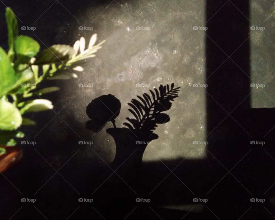 a vase of flowers shadow on the wall