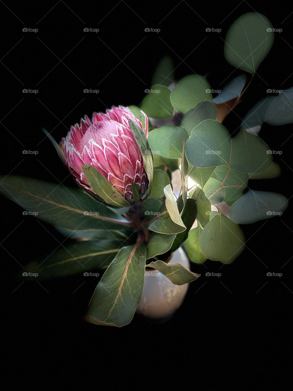 Protea plant pink bloom