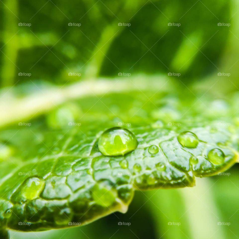 Dew, Drop, Rain, Droplet, Leaf