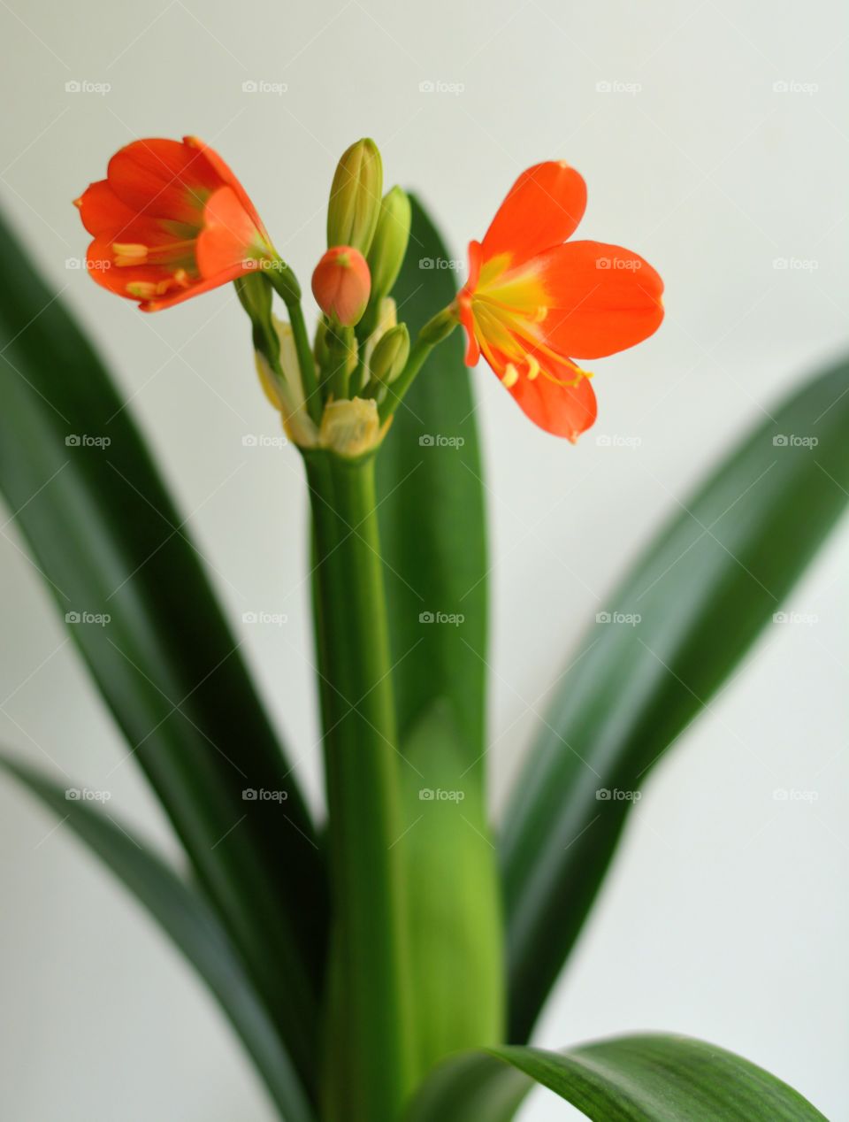 beautiful flowers house plant in the pot