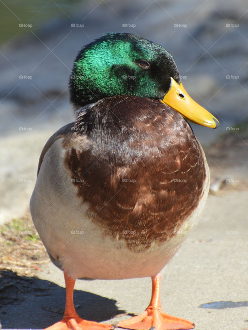 duck water bird