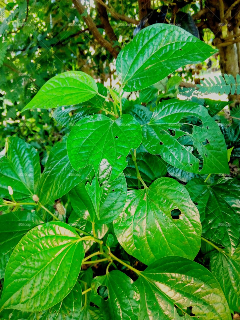 foliage,Nibble