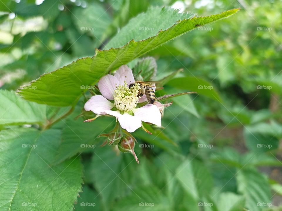 Unripe blackberry in sunlight in the morning.  Blackberry blossom. Green, pink, orange, white colours. Nectar. Healthy food. Floral desktop background