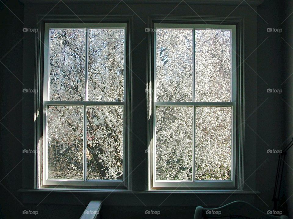 Window blossoms