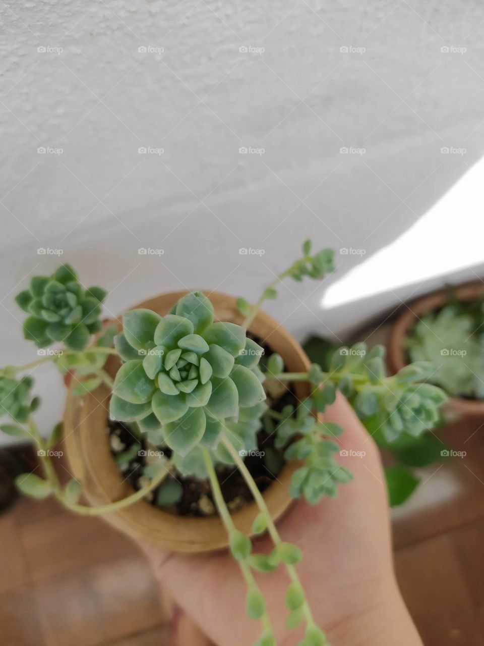 suculent