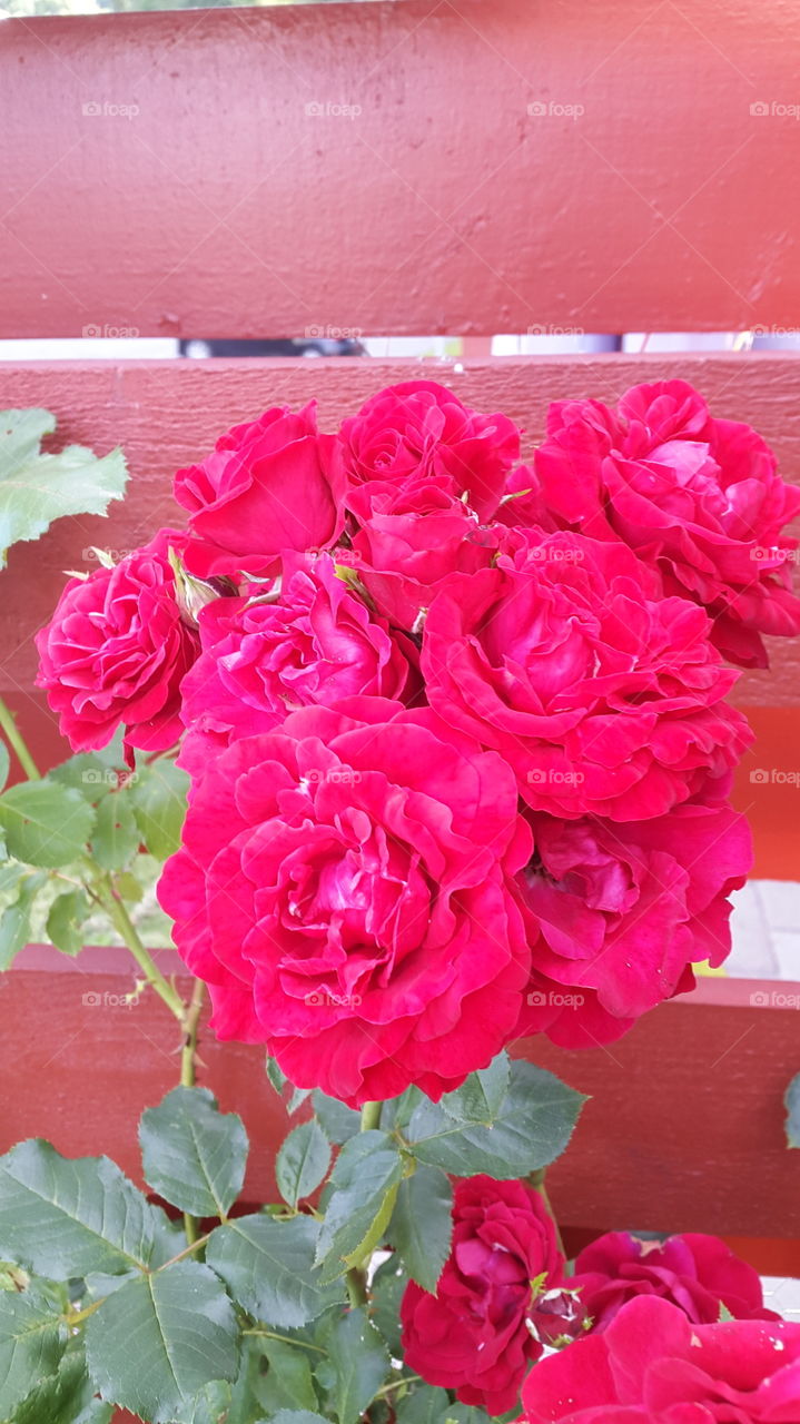 roses in the garden. .