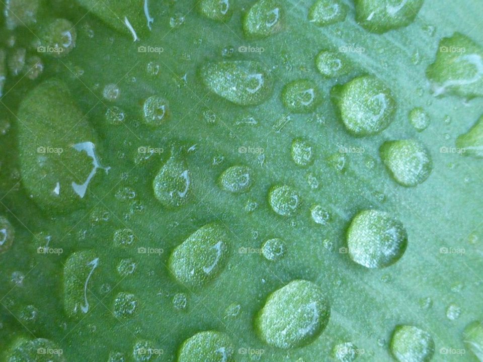 This close up of a leave covered with water droplets is just amazing