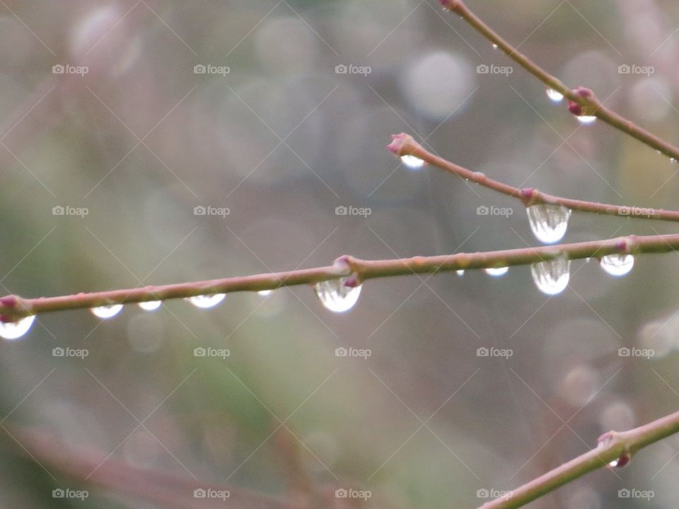 Raindrops on the tip