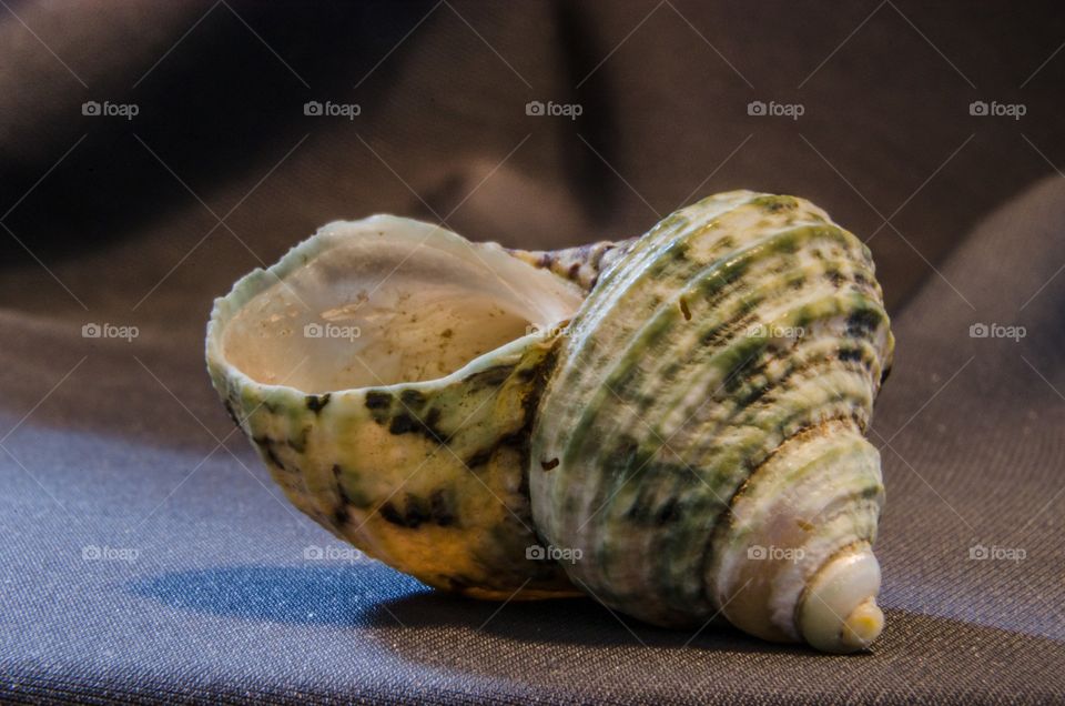Close-up of conch shell