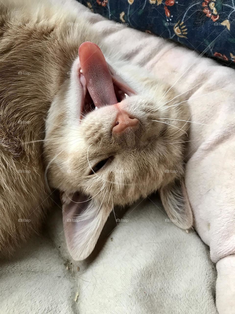 A cute kitten laying in a pet bed and yawning