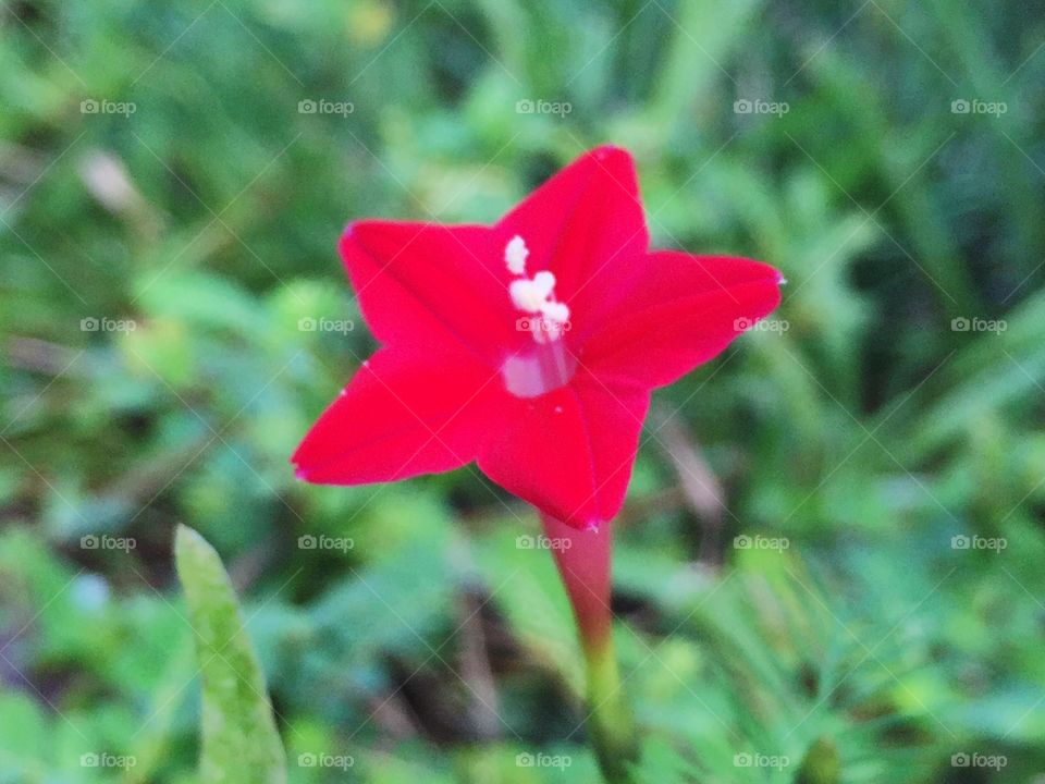 Red flower 