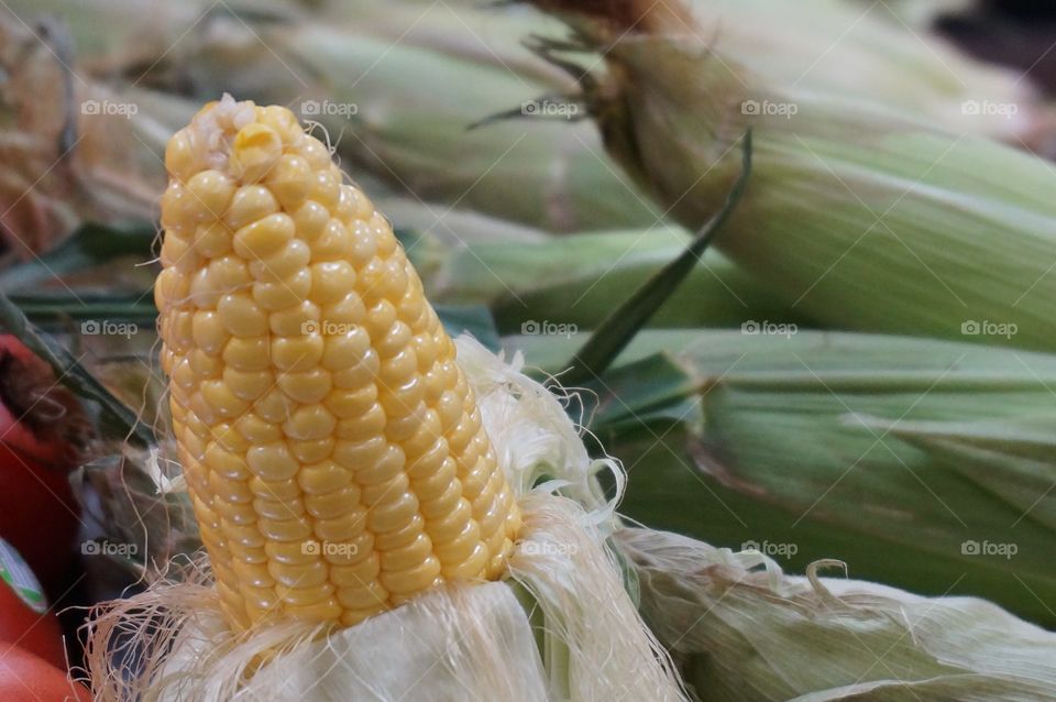 Sweet yellow corn. Corn on the cob 