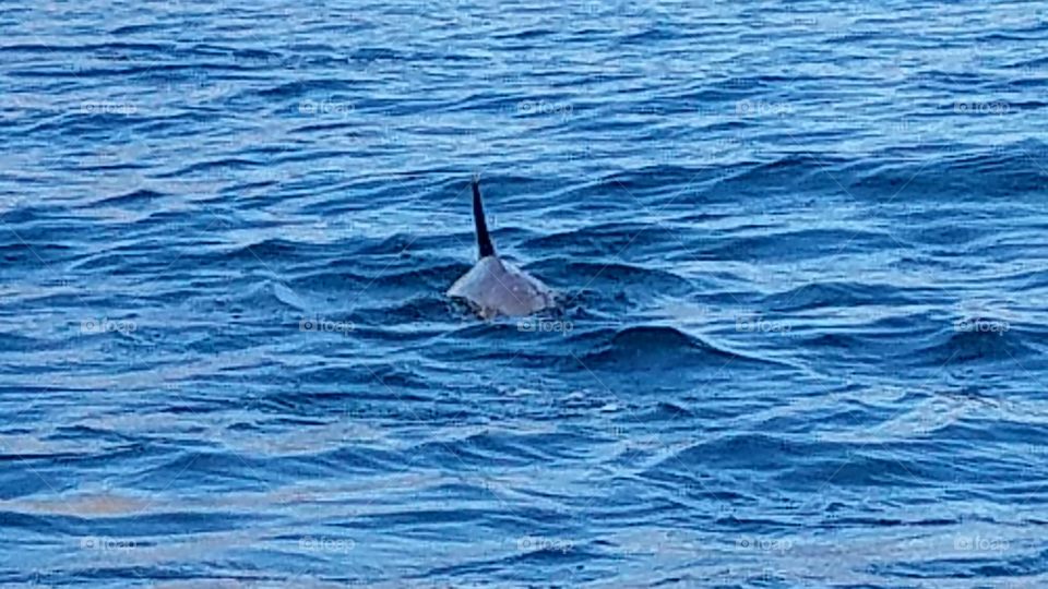 Dolphin Sea of Cortez