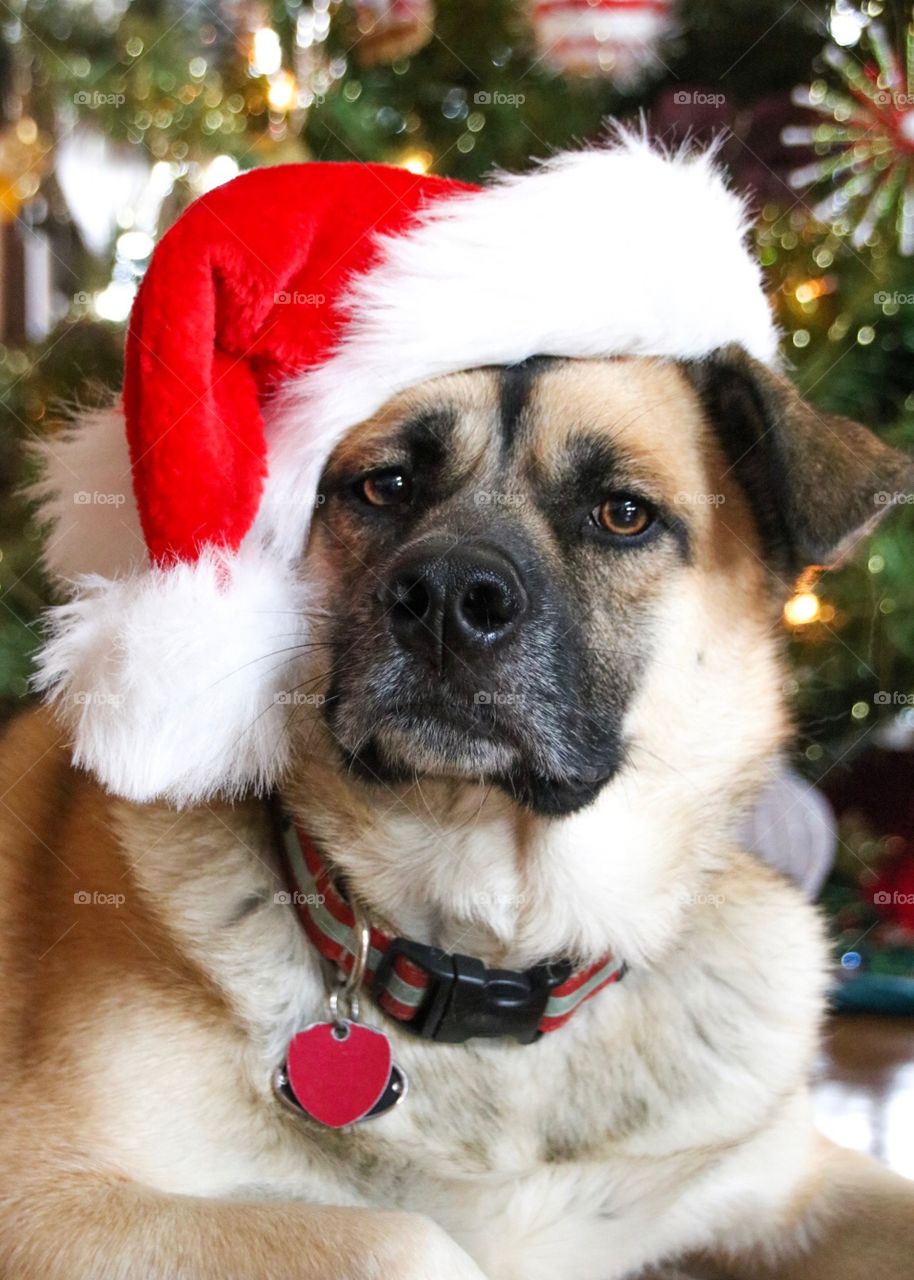 German Shepherd rescue on Christmas in a Santa hat. 