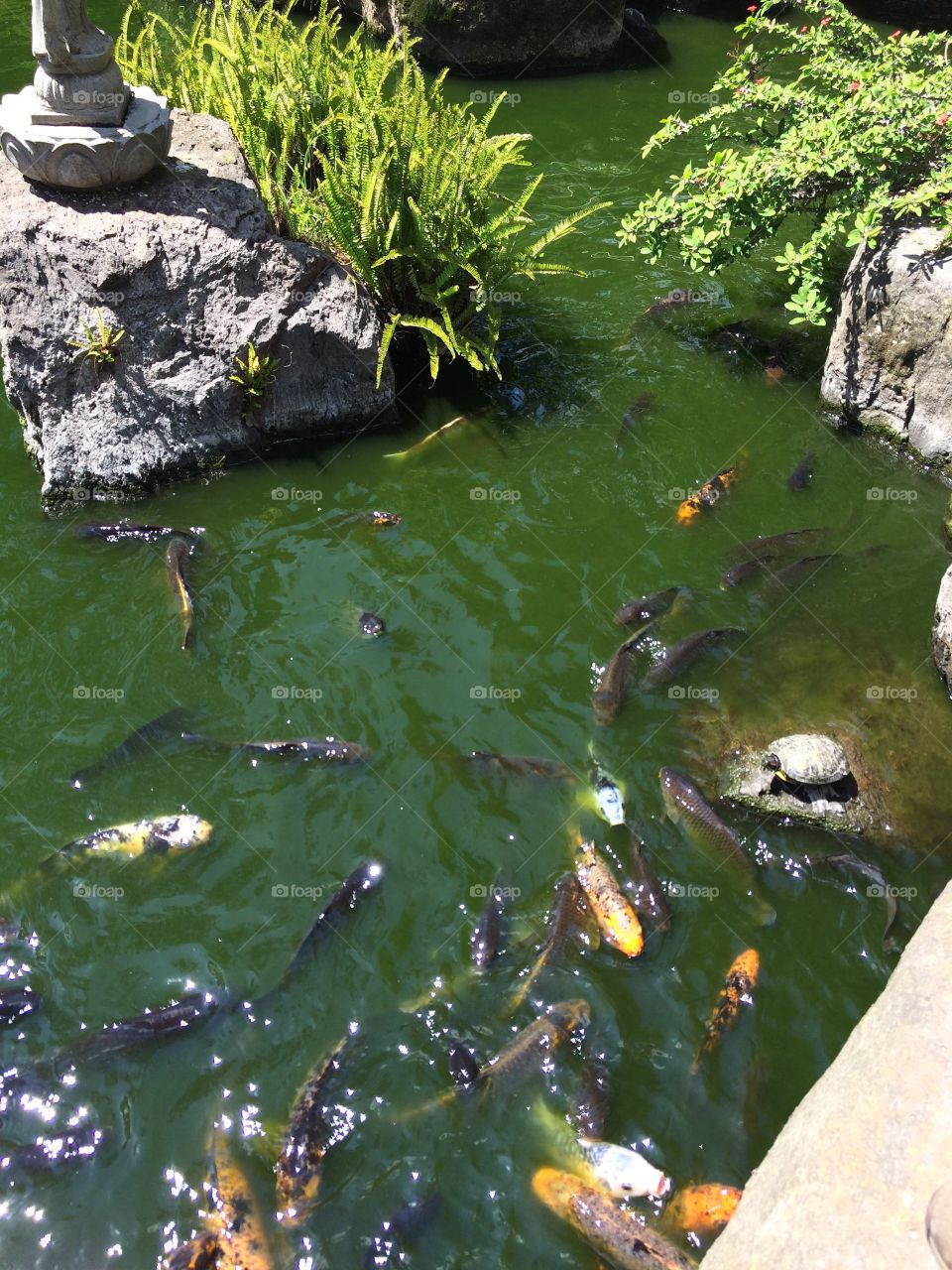 peces del lago japonés.