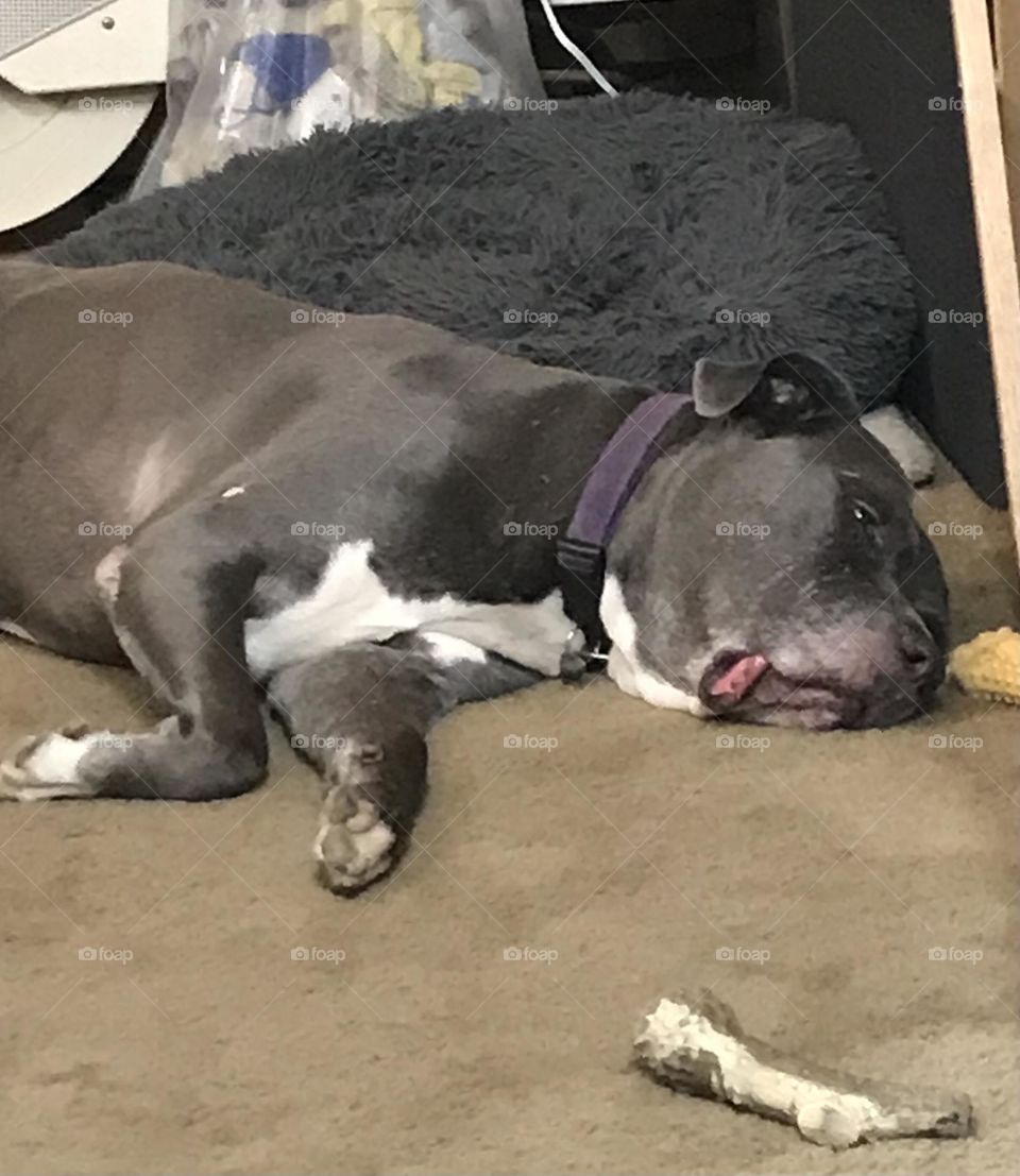 A pitt bull resting. Grayson has been running around inside and outside the house, and panting this afternoon. So now he is just kicking it.