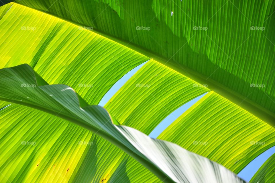 Leaf, Desktop, Flora, Linear, Tropical