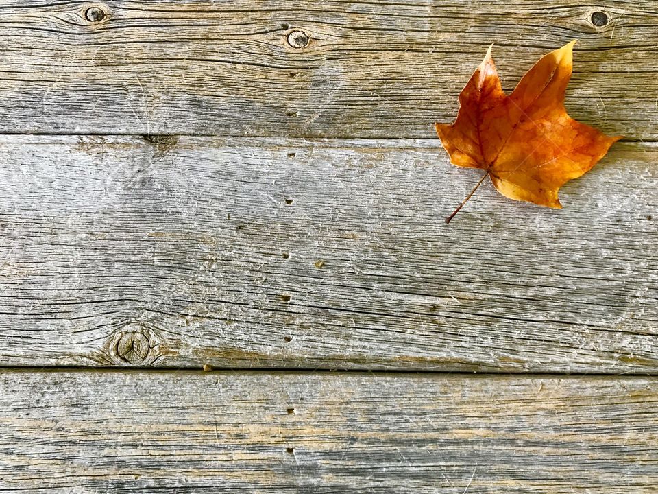 One Orange Leaf
