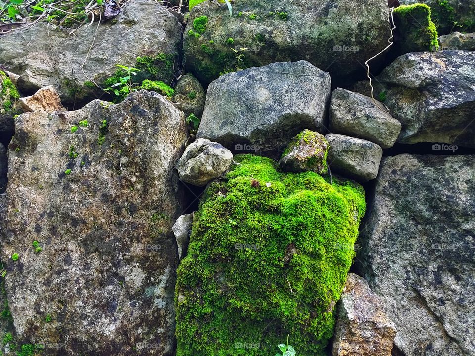 abstract of the stone and moss