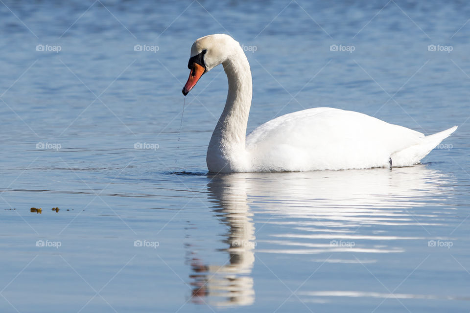 A beautiful white swan swimming in the ocean  - en vacker vit svan som simmar i havet 