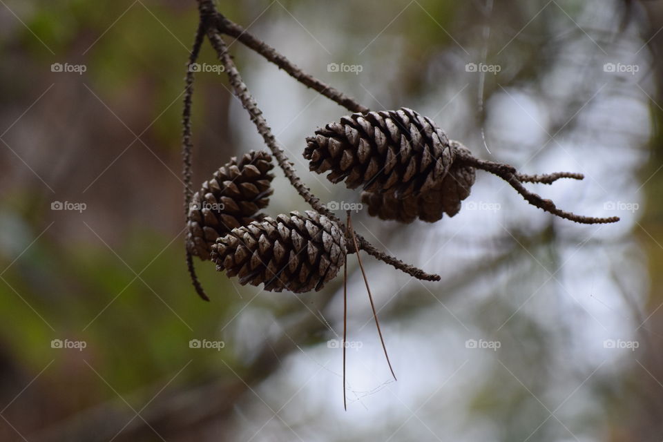 Pine cones